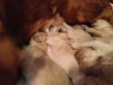 Goldendoodle puppies Born December 23, 2013 Ready Feb. 2014| Red Puppies for sale $750|Marly's Goldendoodles